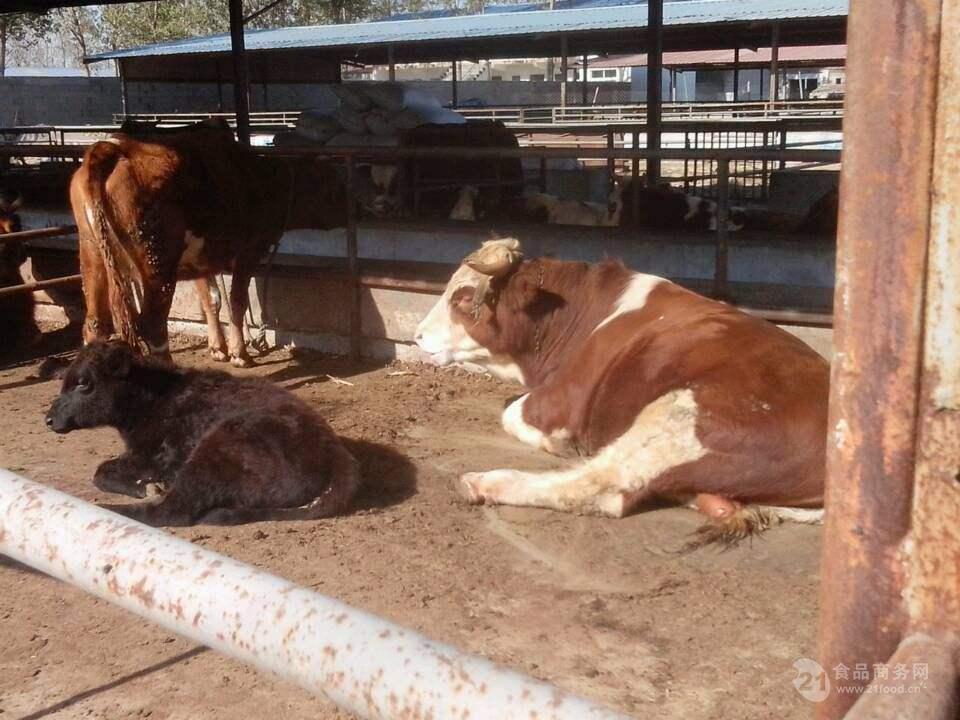 肉牛犊出售 现在活牛价格
