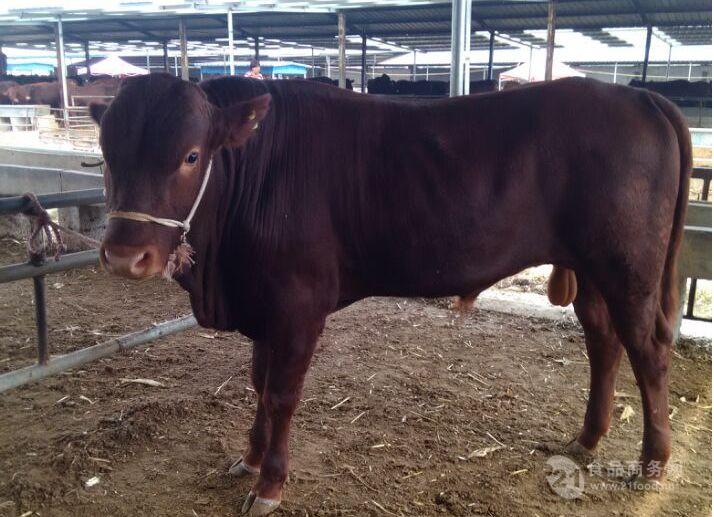黄牛牛犊现在小牛犊400斤左右小牛犊价格
