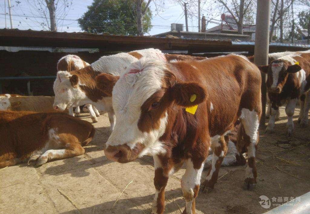5之6个月的小牛价格 小肉牛犊的价格400斤小母牛价格及图片