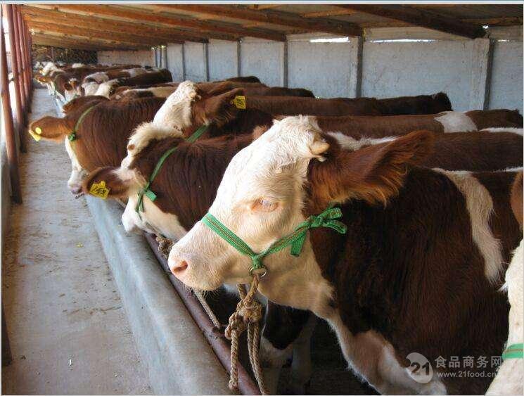 黄牛牛犊 买小牛犊300斤小黄牛苗价格
