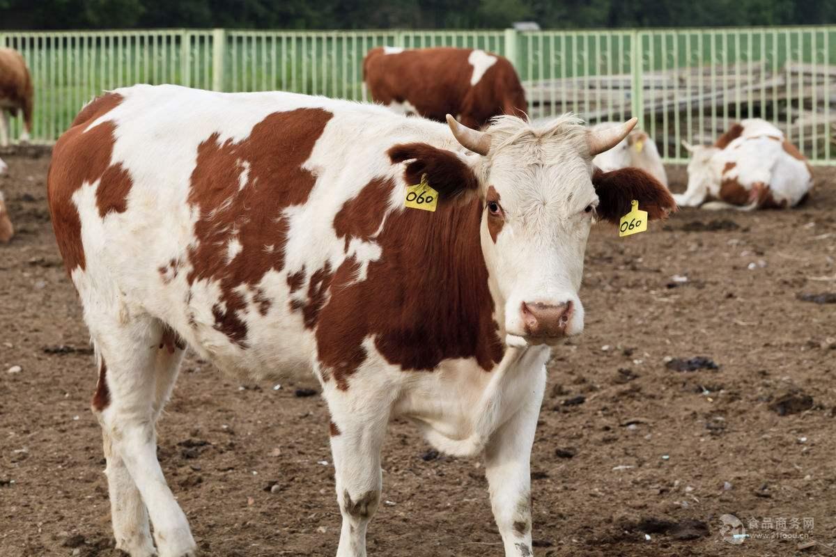 西门塔尔牛犊价格牛犊$小牛犊的价格 400――500斤牛犊价格