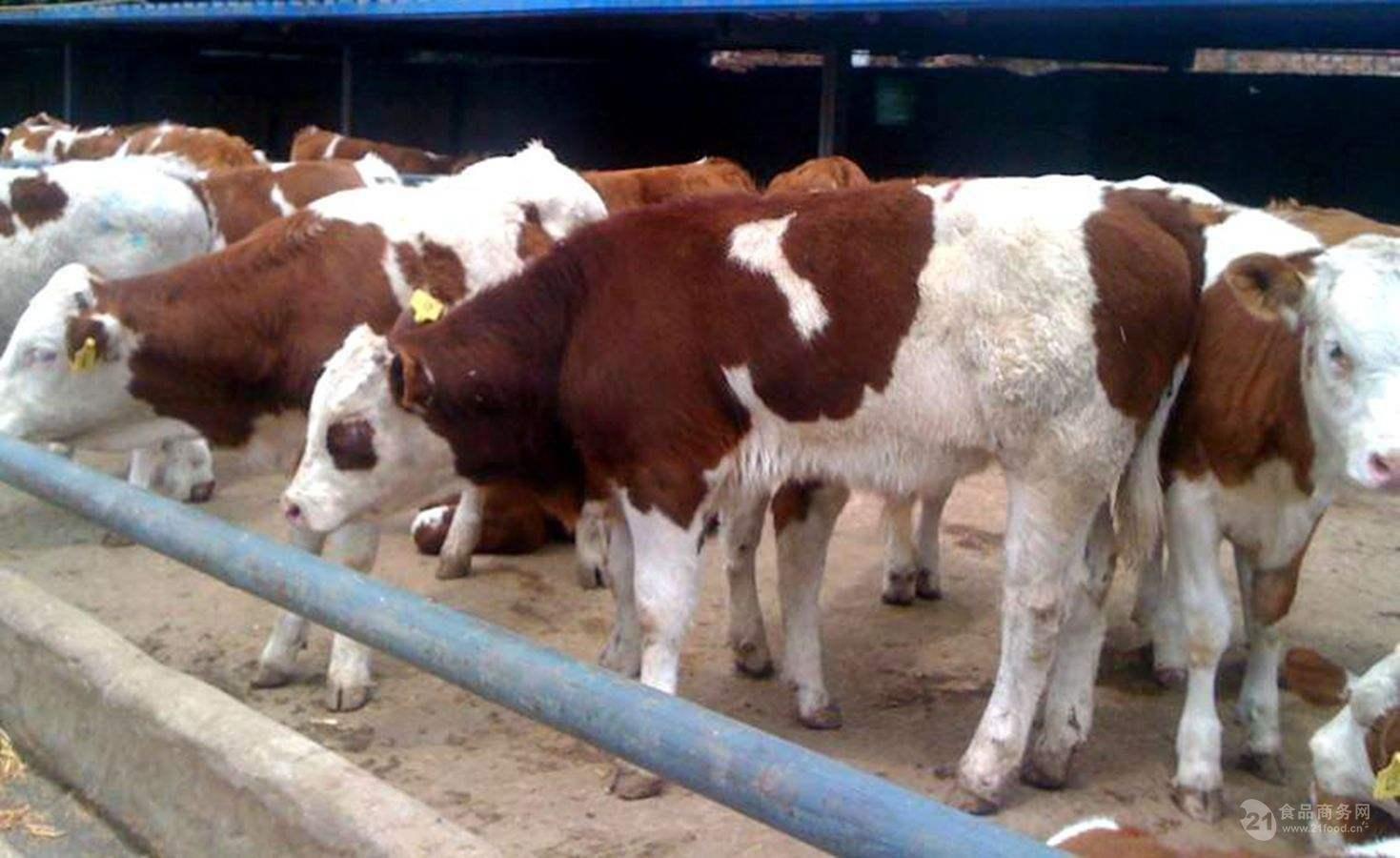 黄牛小牛犊 小牛犊400――500斤牛犊价格