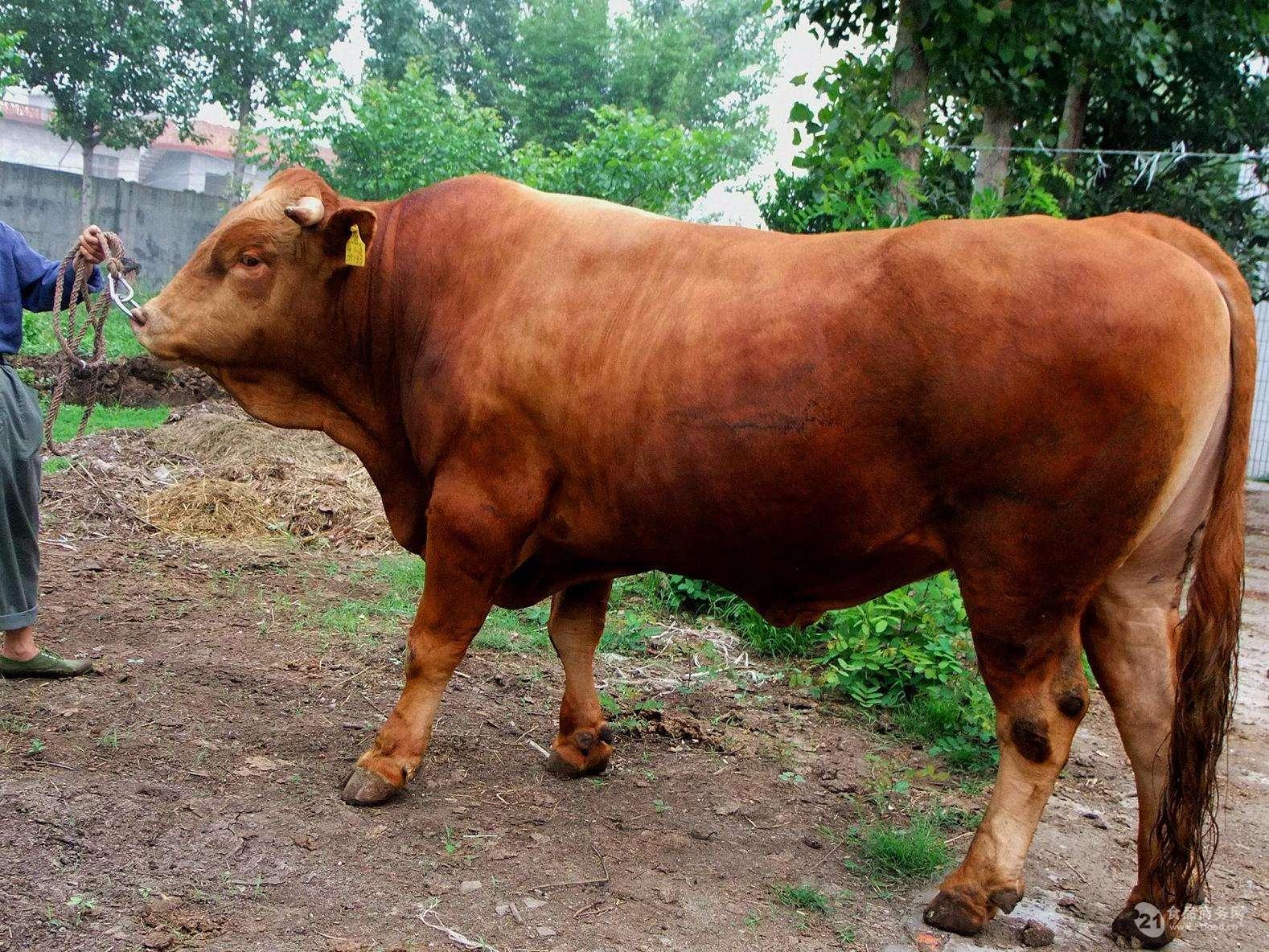 河北纯种肉牛苗价格 夏洛莱肉牛崽繁育基地