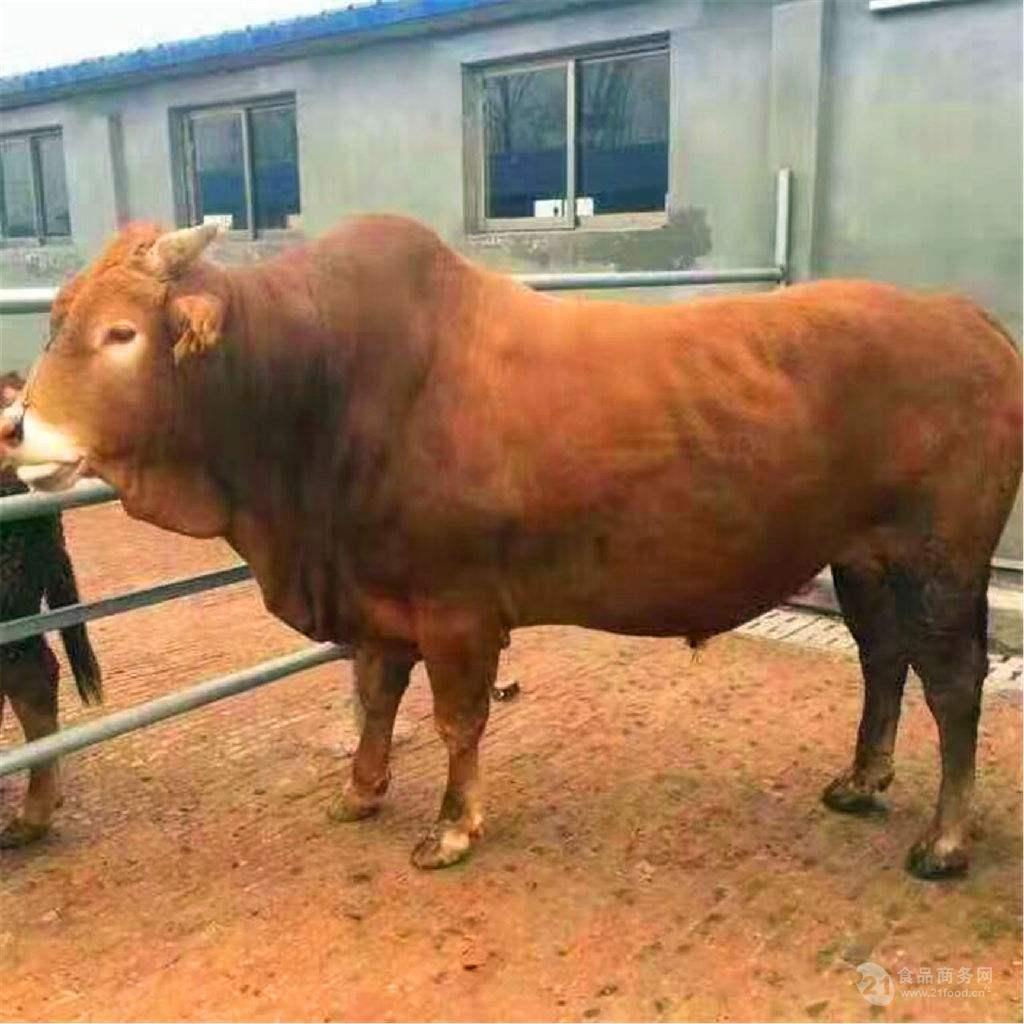 肉牛犊400斤左右小牛犊价格品种好,生长快