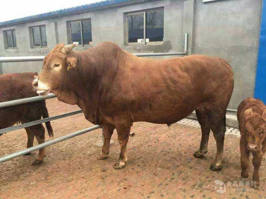 一头良种肉牛犊 500斤公牛犊价格200多斤黄牛崽