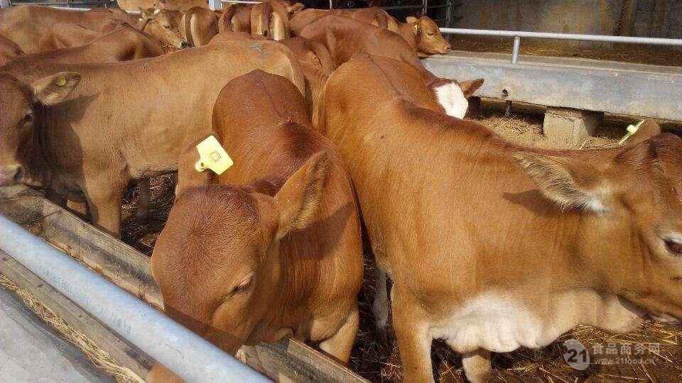 西门达尔肉牛犊 一头良种肉牛犊 500斤牛犊价格表