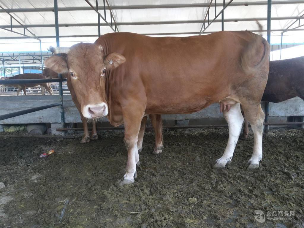 纯种鲁西黄牛 纯种西门塔尔牛 500斤牛犊价格