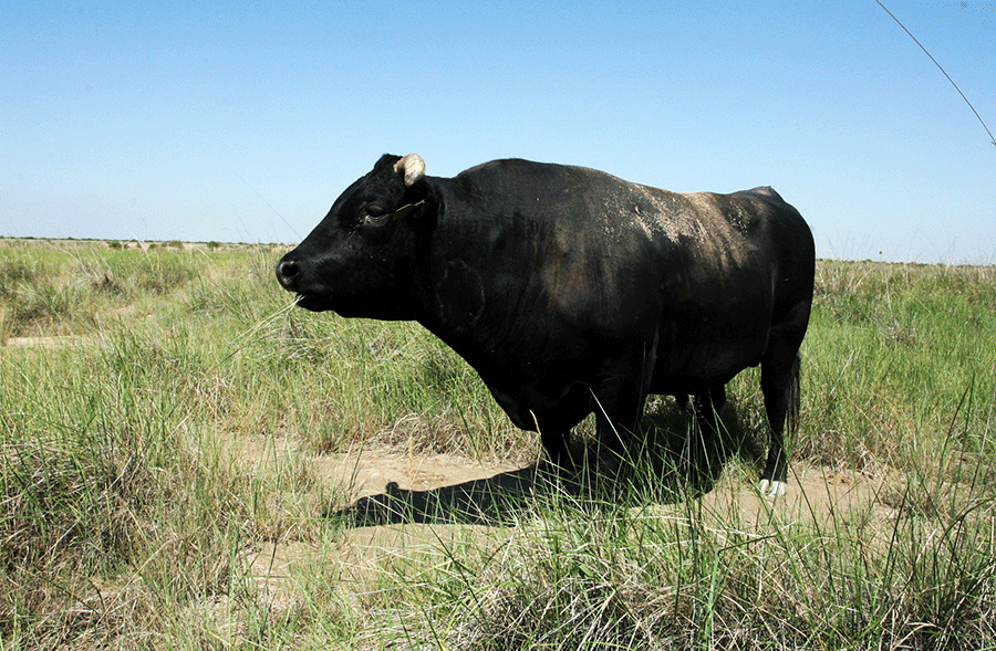 山东肉牛犊批发 现在肉牛犊价格