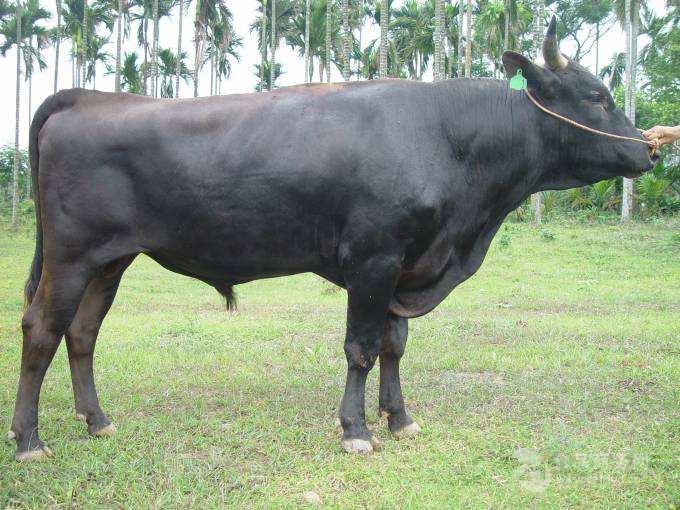 黑毛和牛 内蒙肉牛犊出售400斤西门塔尔牛犊价格