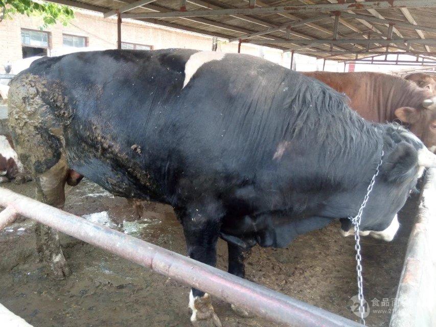 黃牛肉牛崽保種基地 雜交肉牛崽繁育基地