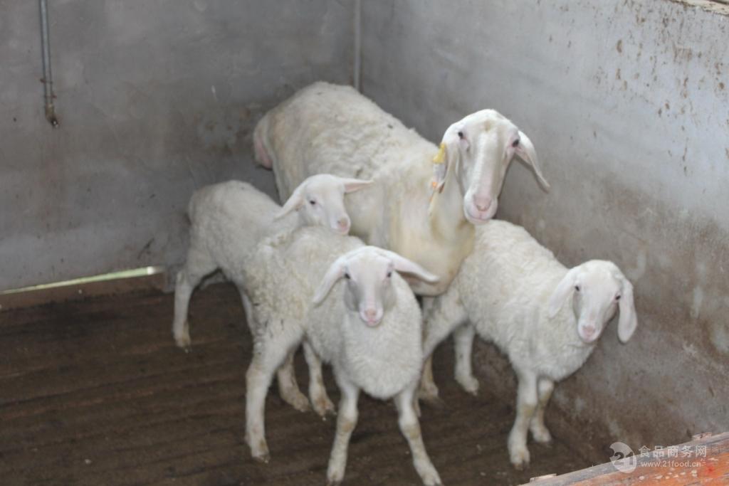 澳洲白绵羊介绍 活羊价格 纯种澳洲白羊图片