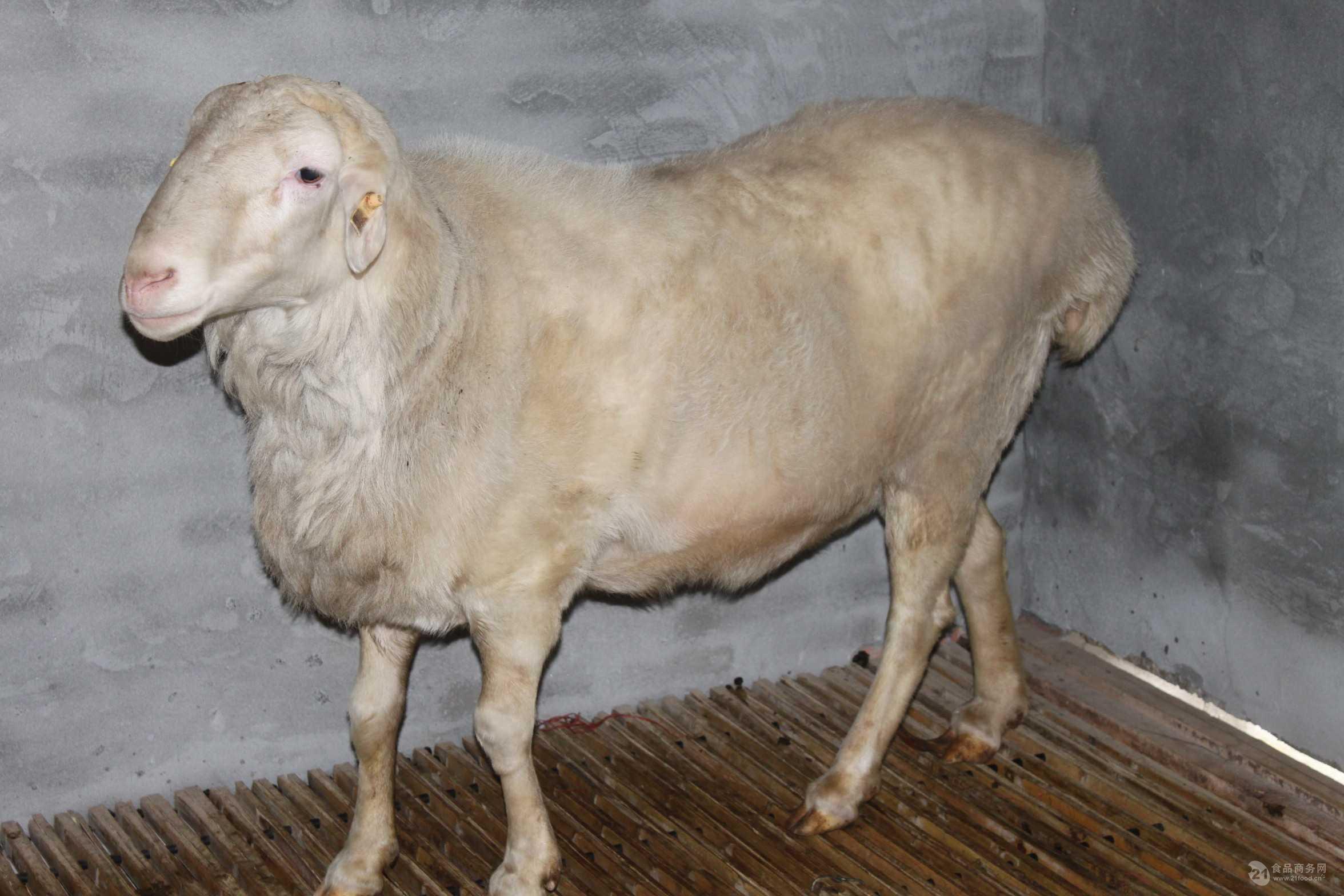 山羊今年价格一斤山羊苗