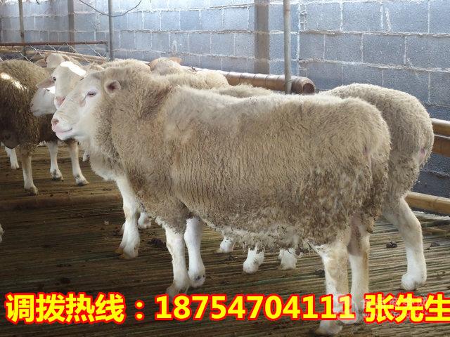杜泊羊市场价格肉羊格