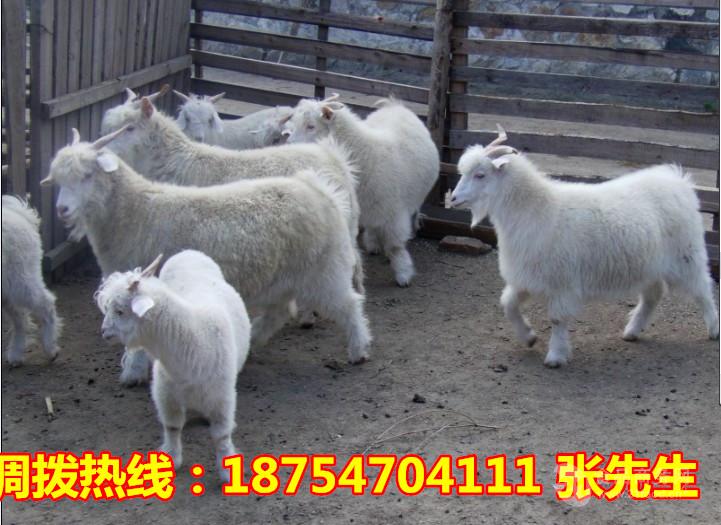白山羊批发 一只30斤羊羔 活羊绵羊羔价格一只