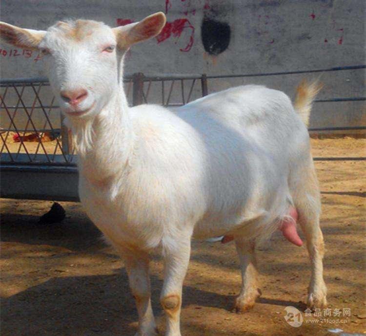 一只40斤奶羊羊羔 高产奶羊