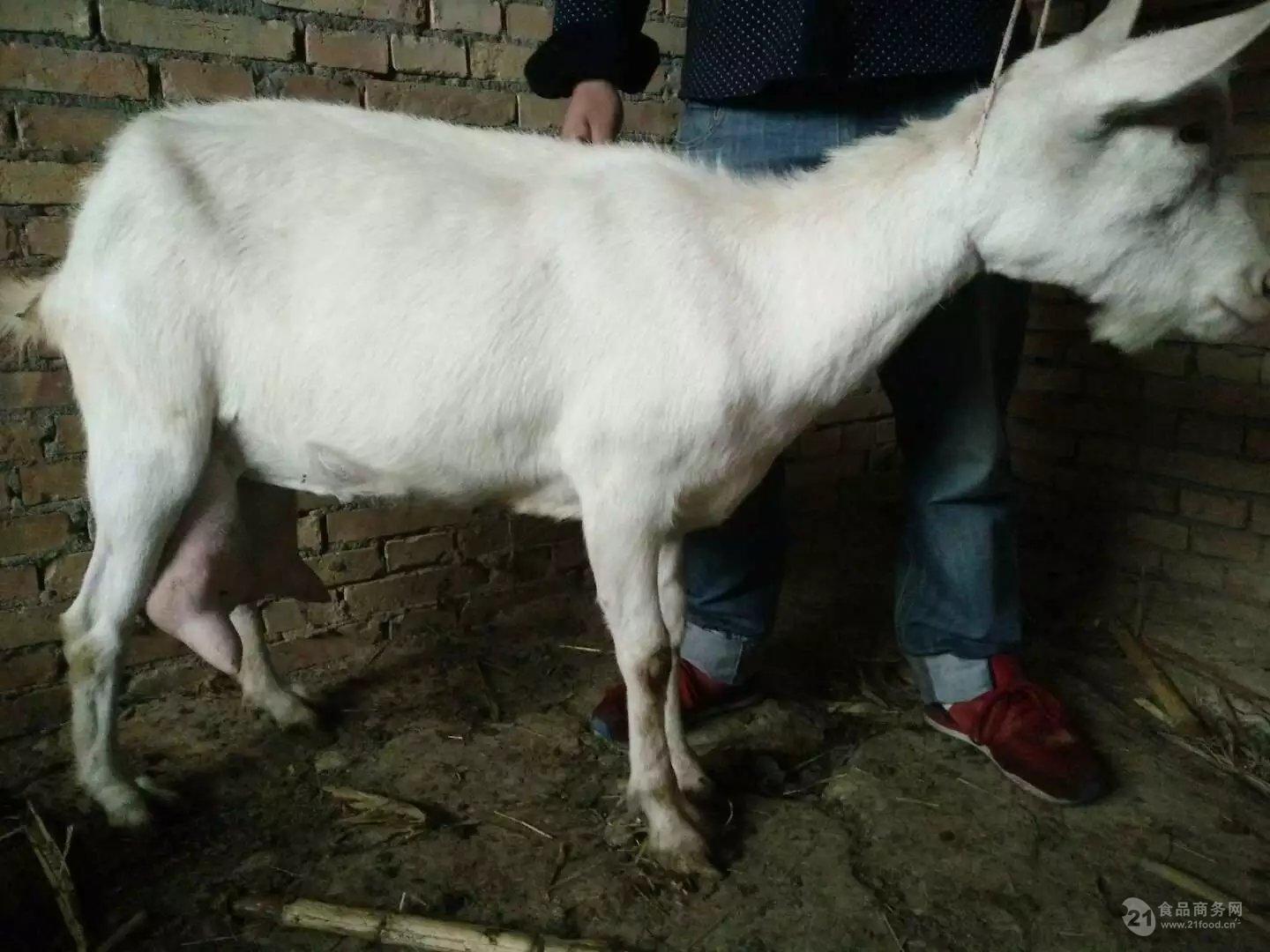 2019奶羊$萨能奶山羊种公羊图片