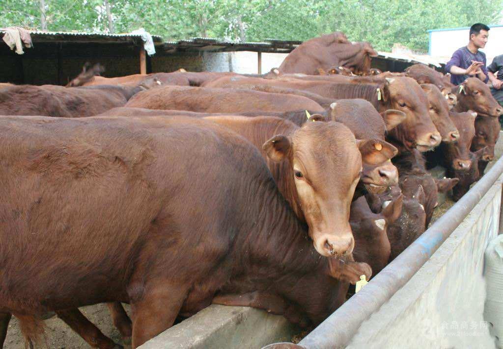 4個月肉牛崽價格 河南5個月肉牛崽價格五個月小黃牛苗價格