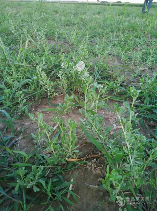 种植白刺果的经济效益种植白刺果的前景