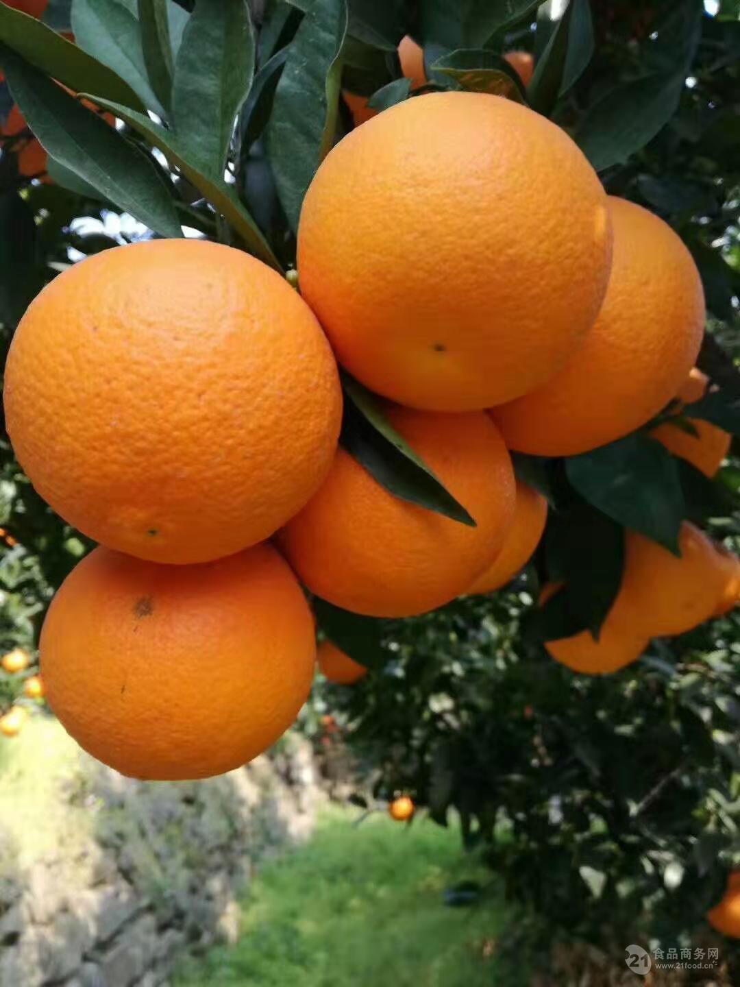 江安夏橙图片