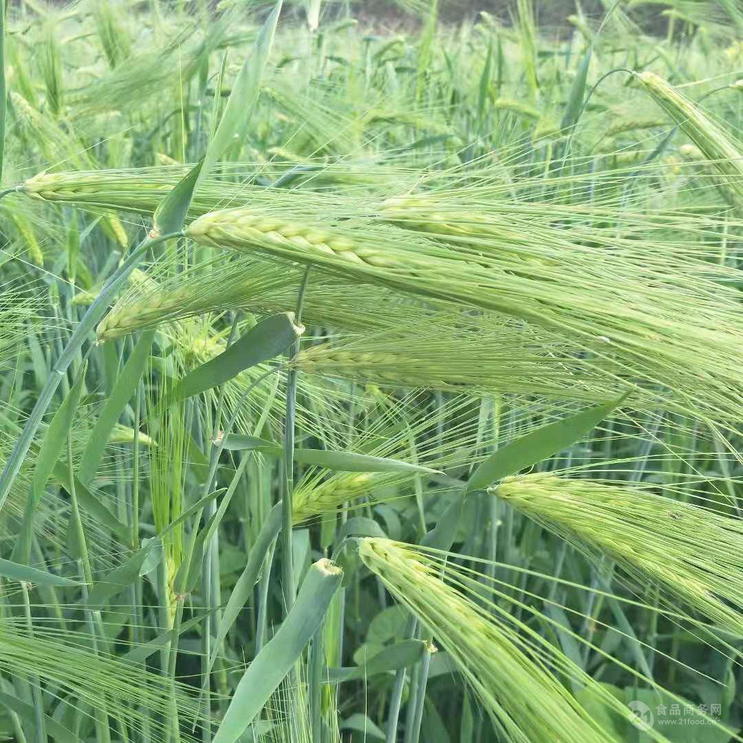 青稞胚芽粉价格青稞芽粉厂家香草生物即食青稞胚芽粉批发