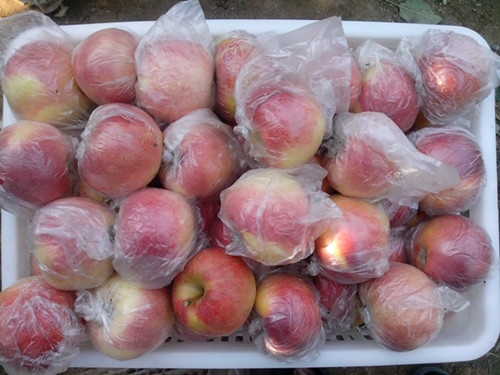 今年的美八苹果价格及各大美八苹果产地的价格
