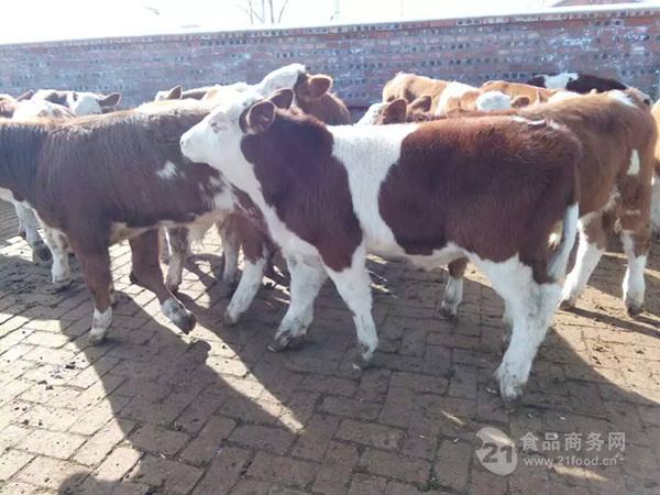 云南省300斤牛犊价格表