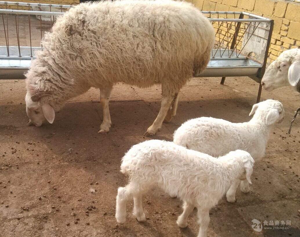 今日羊价生羊价格今日羊价 羊的品种大全及价格
