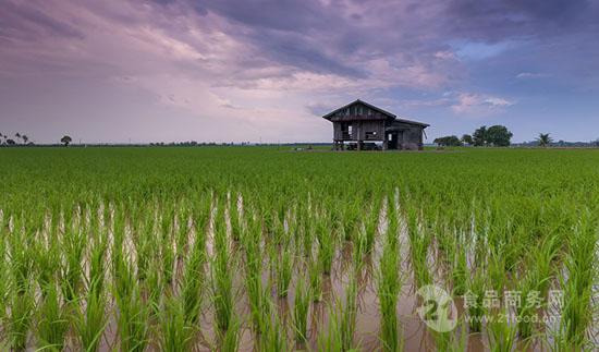 圖片來源:pixabay中國農科院中國水稻研究所水稻生物學國家重點實驗室