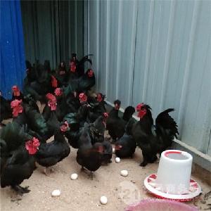 出售寶雞新價格 元寶雞養殖場