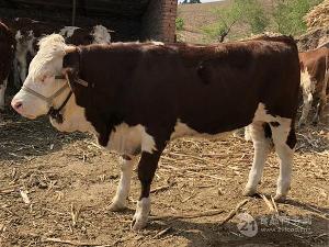 陕西省三百斤的牛犊