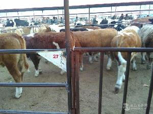 肉牛犊养殖价格  三百斤肉牛犊实在价格,品种好