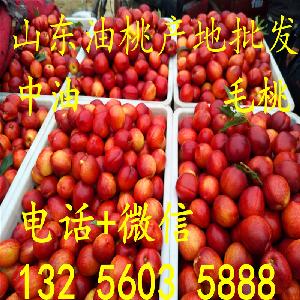 油桃销售产地 山东油桃种植基地
