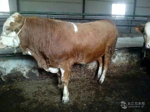 肉牛犢價格 三個月小肉牛犢價格500斤牛犢價格表