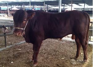 6月龄肉牛犊$四百斤的西门塔尔牛犊价格