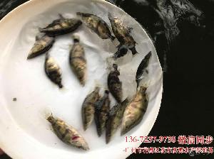 淡水红鲳鱼苗鲳鱼淡水白鲳鱼苗 格