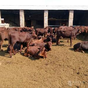 400斤西门塔尔牛犊价格 400斤牛犊价格2021年