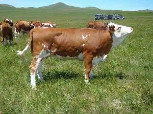 养殖肉牛来山西提供优质牛苗养殖技术售后服务