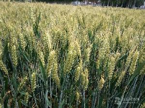 高产麦种高产小麦新品种德抗961