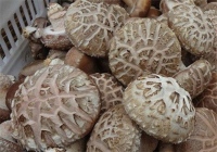 秦农合作社大量供应新鲜香菇，各种花菇